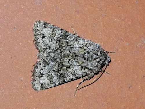 Hecatera weissi Draudt, 1934