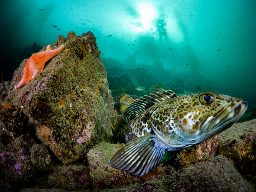 Lingcod