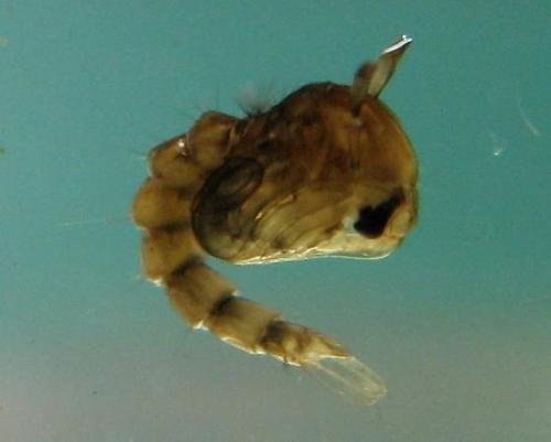 Mosquito pupa (Circle B Bar Reserve Freshwater Macros Field Guide ...