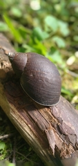 Image of Plekocheilus castaneus