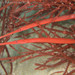 Red Wide-bodied Pipefish - Photo (c) Andrew Trevor-Jones, all rights reserved, uploaded by Andrew Trevor-Jones