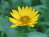 Roughstem Rosinweed - Photo (c) Suzette Rogers, all rights reserved