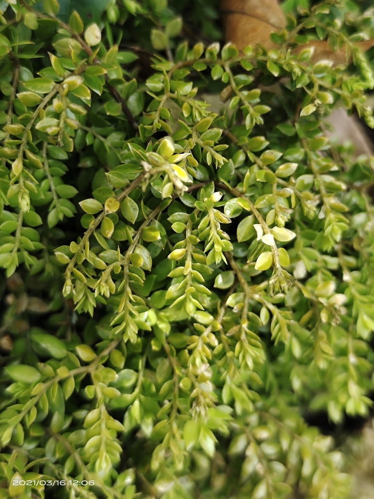 Phlegmariurus salvinioides (Phlegmariurus salvinioides)