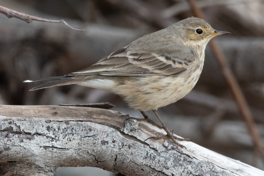 Water Pipit photo