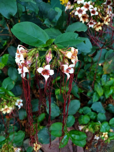 Strophanthus preussii
