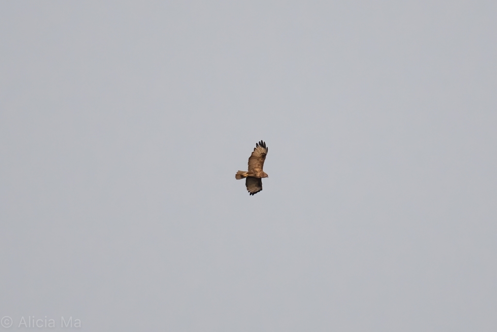 Eastern Buzzard from Discovery Bay Golf Club, Discovery Bay, Hong Kong