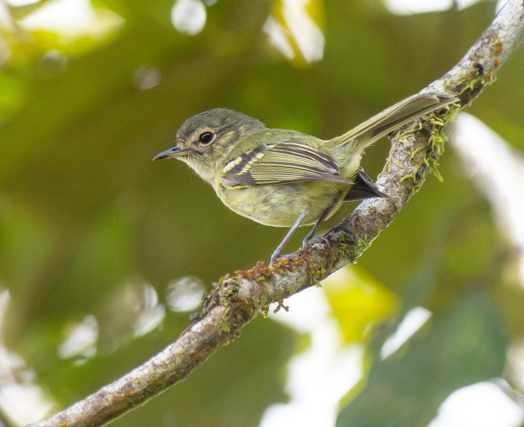 Bahia Tyrannulet (Phylloscartes beckeri) photo