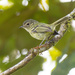 Bahia Tyrannulet - Photo (c) Joao Quental, all rights reserved, uploaded by Joao Quental