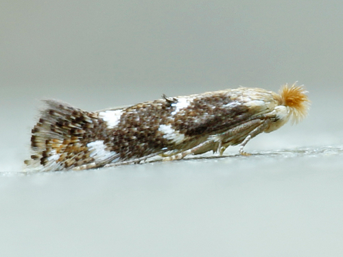 Bucculatrix speciosa