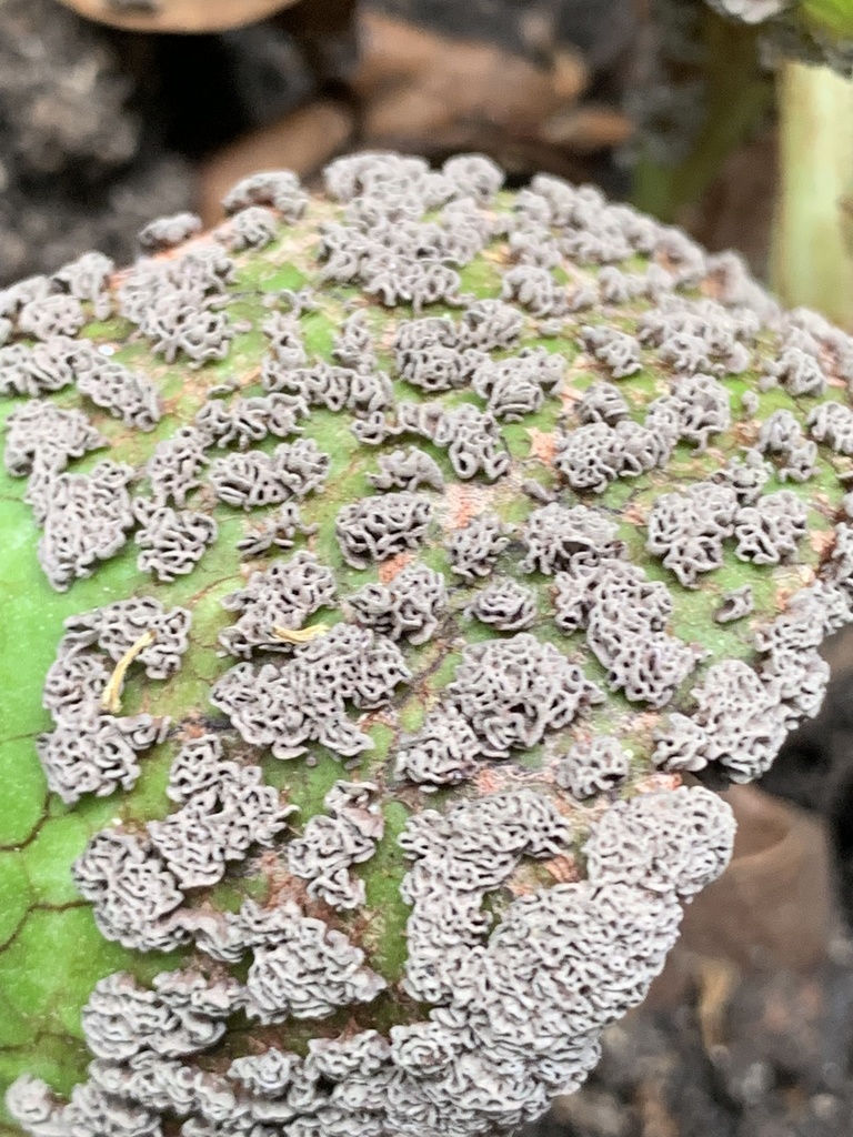 Fuligo gyrosa · iNaturalist