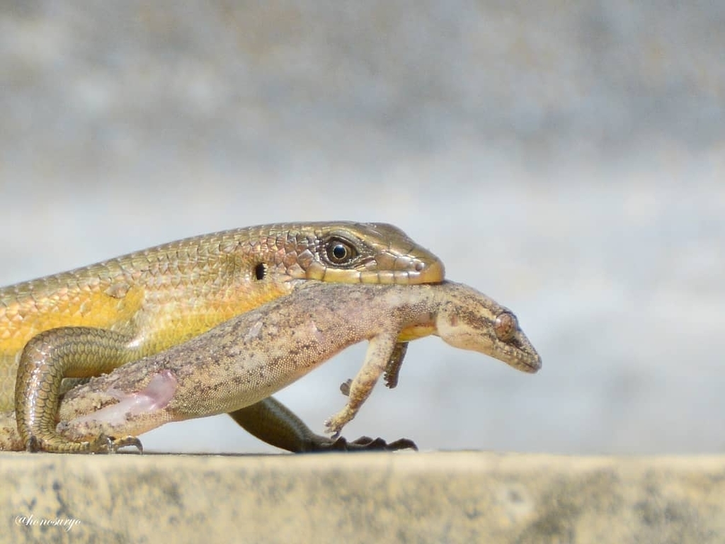 Common Sun Skink