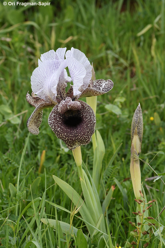 Iris bismarckiana E.Dammann & Sprenger