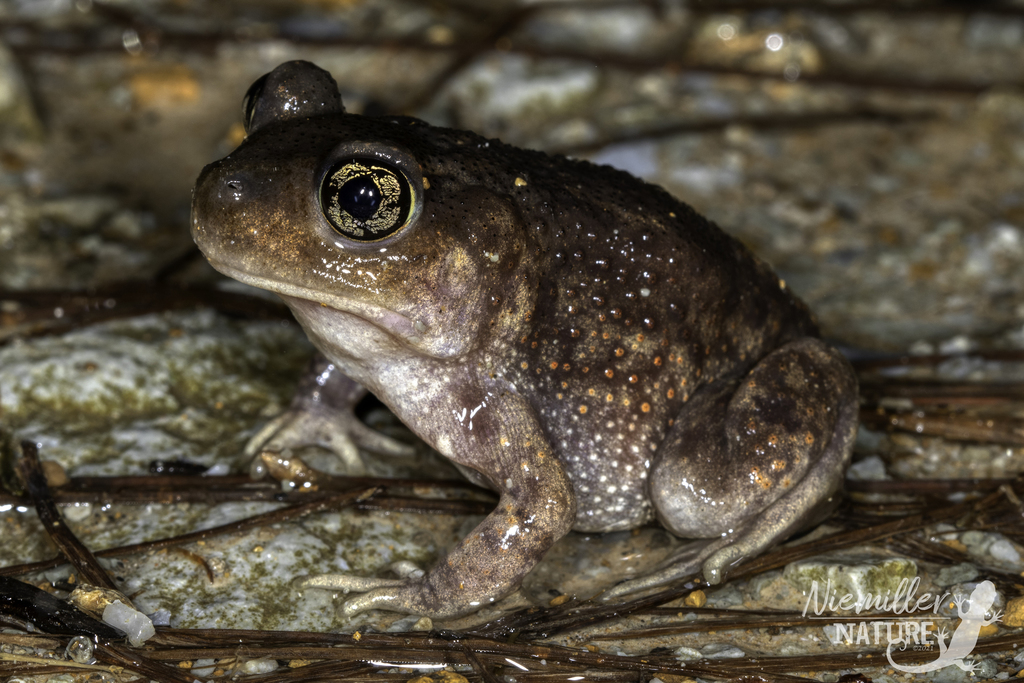 Scaphiopus Scaphiopus