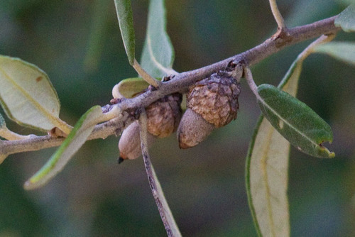 silverleaf oak