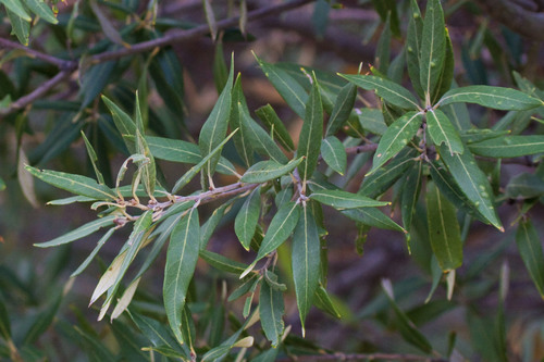 silverleaf oak