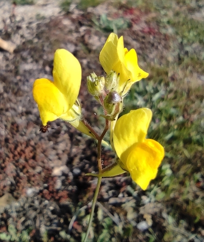 Ballast Toadflax