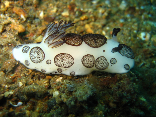 Mourning Dorid