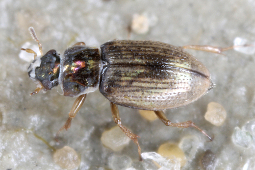 Kalvovesiäiset (Ochthebius)