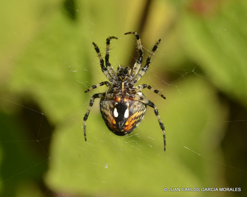Orizaba Spotted Orbweaver