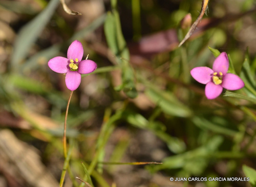 Centaurium quitense (Kunth) B.L. Rob.