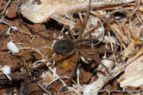 Eratigena feminea