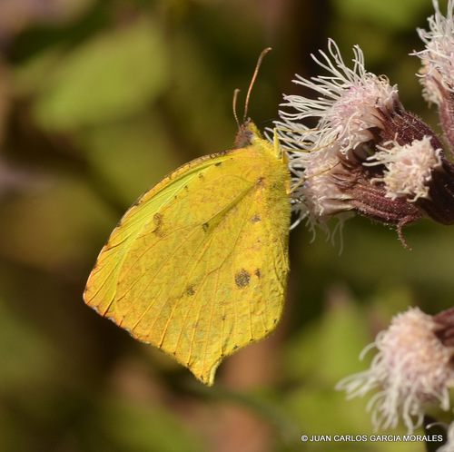Salome Yellow