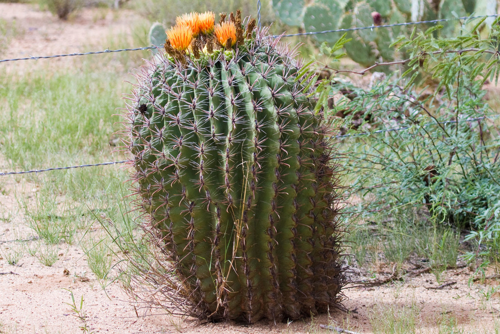 File:Fishhook barrel cactus (31483550403).jpg - Wikimedia Commons