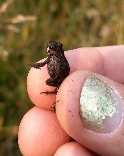 iNaturalist observation photo of North American Toads
