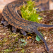 Southern Velvet Worms - Photo (c) Danilo Hegg, all rights reserved, uploaded by Danilo Hegg
