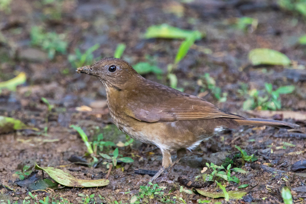 Pale-vented Thrush photo