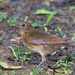 Pale-vented Thrush - Photo (c) Richard Yank, all rights reserved, uploaded by Richard Yank