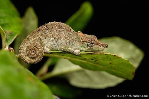 Deceptive Chameleon