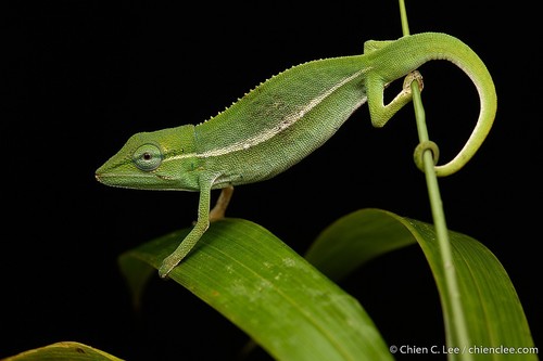 Perinet Chameleon