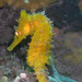 Observation photo