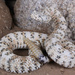 Southwestern Speckled Rattlesnake - Photo (c) charles_baker, all rights reserved
