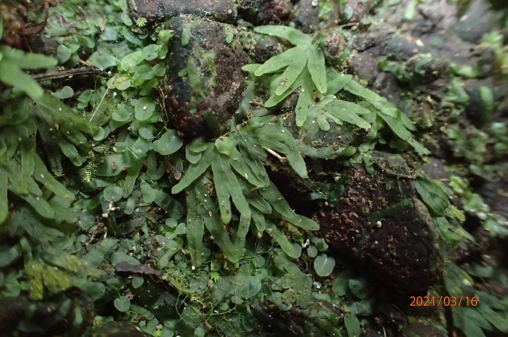 Crepidomanes latemarginale (Crepidomanes latemarginale)