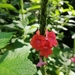 Dwarf Red Porterweed - Photo (c) Oong Xian Zhe, all rights reserved, uploaded by Oong Xian Zhe
