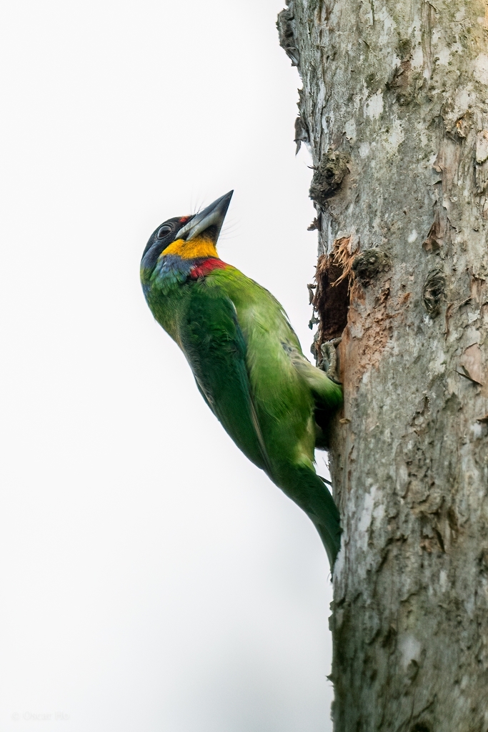 Chinese Barbet photo
