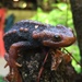 Chiang Mai Crocodile Newt - Photo (c) Goong Prapassorn, all rights reserved, uploaded by Goong Prapassorn