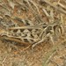 Four-spotted Grasshopper - Photo (c) Eric R. Eaton, all rights reserved, uploaded by Eric R. Eaton