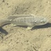 Oreochromis aureus - Photo (c) bio1502, kaikki oikeudet pidätetään