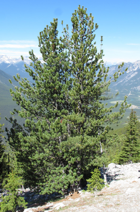 Whitebark Pine (Species at Risk in Banff National Park) · iNaturalist