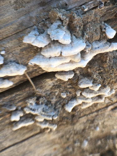 iNaturalist observation photo of Mushrooms, Bracket Fungi, Puffballs, and Allies