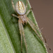 Grass Neoscona Spider - Photo (c) Vinícius Rodrigues de Souza, all rights reserved, uploaded by Vinícius Rodrigues de Souza