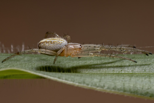 Grass Neoscona Spider