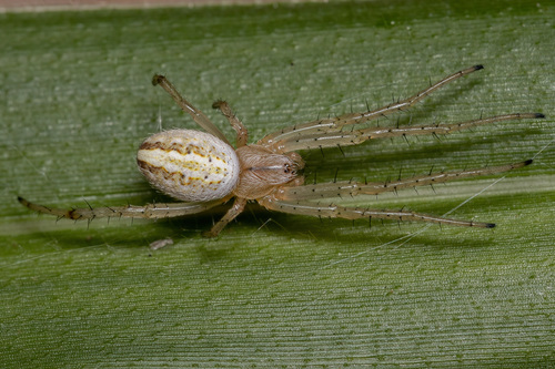 Grass Neoscona Spider