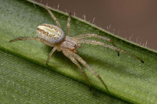 Grass Neoscona Spider
