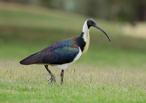 Straw-necked Ibis
