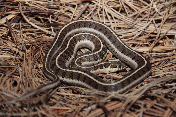 Longtail Alpine Garter Snake from Huamantla, Tlax., México on September ...