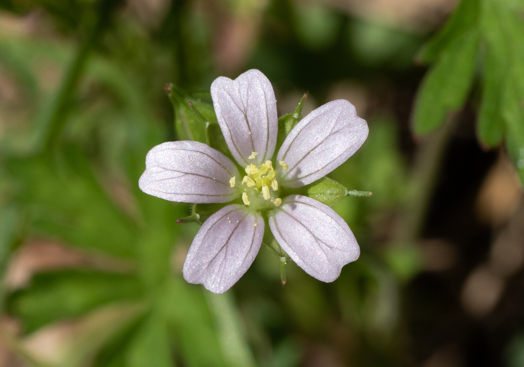 Geranium carolinianum